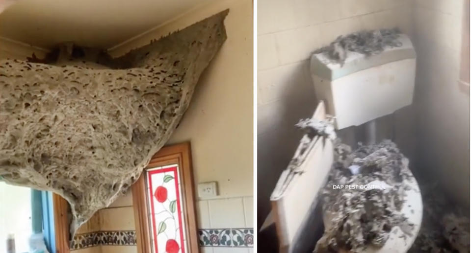 Footage revealed a colossal wasps' nest the size of a '70 inch TV' in the bathroom of an abandoned Melbourne home. Source: TikTok/DAP Pest Control