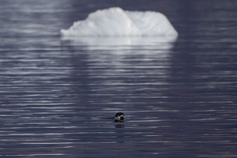 Una foca nada entre icebergs en el fiordo de Scoresby, frente a la costa de Ittoqqortoormiit, el 15 de agosto de 2023. 