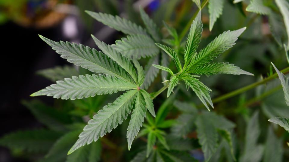 Cannabis plants grow in a cultivation tent at Prolific Growhouse in Mount Holly, NJ on Thursday, April 4, 2024.