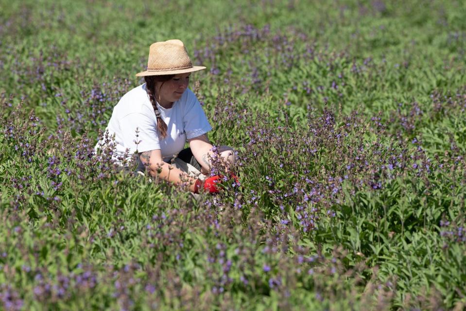 A woman harvesting sage in a field. <a href="https://www.gettyimages.com/detail/news-photo/june-2020-saxony-freital-cindy-richter-field-worker-news-photo/1216875633?phrase=sage%20&adppopup=true" rel="nofollow noopener" target="_blank" data-ylk="slk:Sebastian Kahnert/picture alliance via Getty Images;elm:context_link;itc:0;sec:content-canvas" class="link ">Sebastian Kahnert/picture alliance via Getty Images</a>