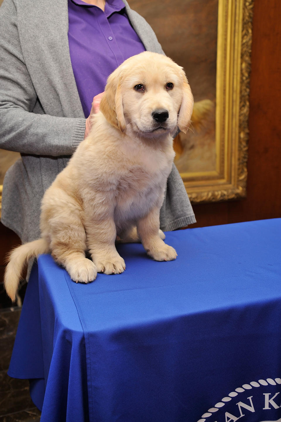 American Kennel Club Announces Most Popular Dogs In The U.S.