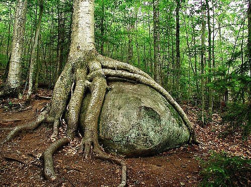 A hungry tree feasting on a rock. (Photo: quabidt/environmentalgraffiti.com)