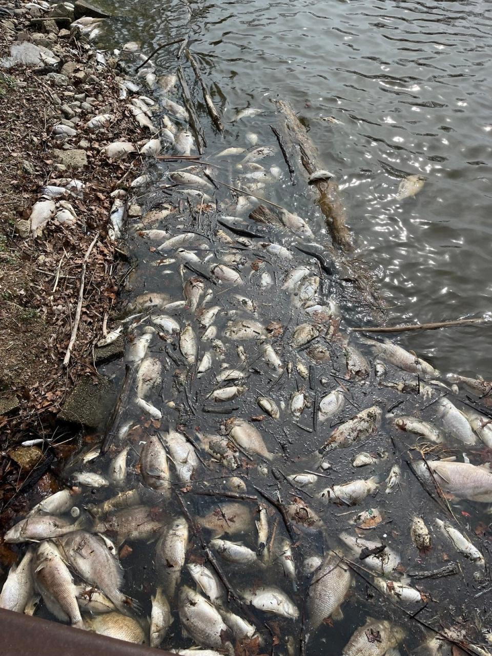 Dead fish from Lake Macatawa in Ottawa County. The confirmed cause of this fish die-off is viral hemorrhagic septicemia.