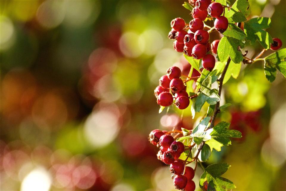 <p>Loved for its deep-red fruits known as 'haws', the hawthorn tree is a real head-turner. Not only does it produce beautiful white blossom in springtime, but its berries have numerous health effects, especially for your heart.</p><p><a class="link " href="https://www.thompson-morgan.com/p/hawthorn-hedging/T70270TM" rel="nofollow noopener" target="_blank" data-ylk="slk:BUY NOW VIA THOMPSON & MORGAN;elm:context_link;itc:0;sec:content-canvas">BUY NOW VIA THOMPSON & MORGAN</a></p>
