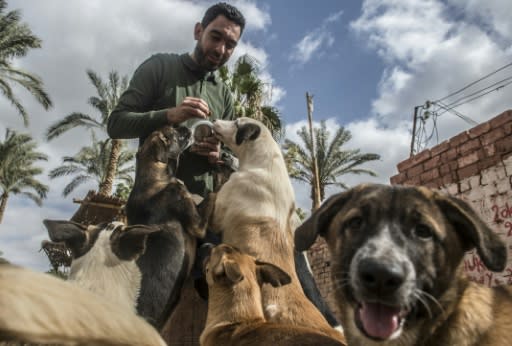 Ahmed al-Shorbagi,(pictured), who has opened two dog shelters, says the solution lies in dog sterilisation programmes, providing rabies vaccinations and removing the garbage