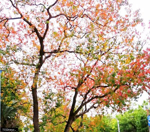 劍潭公園的木臘樹紅葉，色彩斑斕多層次葉色。（圖：北市公園處提供）