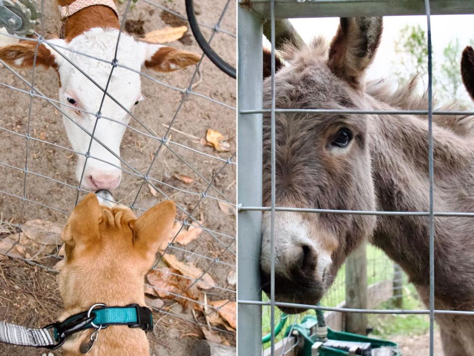 Side by side of a dog and a calf touching noses between a fence (L) and a donkey looking through a fence (R)