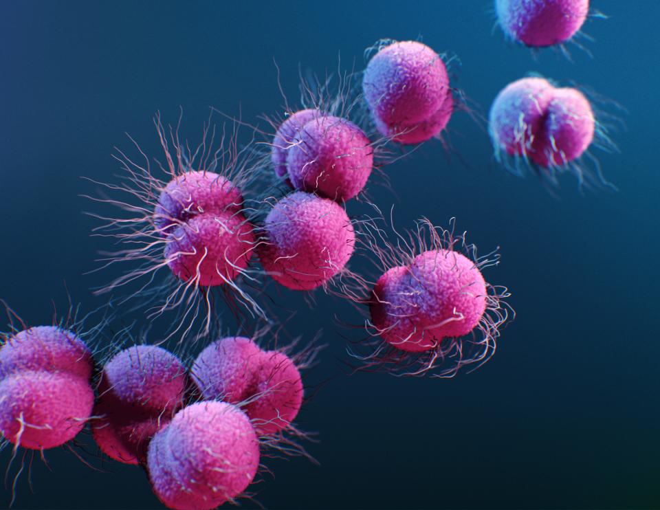 Illustration of Neisseria gonorrhoeae bacteria. These are pairs of bacteria, called diplococci, with hair-like pili on their surfaces. Pili mediate movement, adherence and DNA (deoxyribonucleic acid) exchange. Neisseria gonorrhoeae causes the sexually transmitted genitourinary infection gonorrhoea.