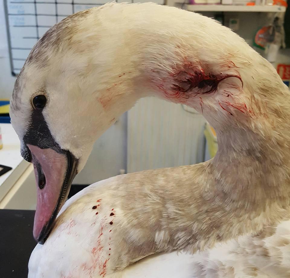 Severe injuries: Ball bearings were found embedded in the animals (Facebook/Swan Support)