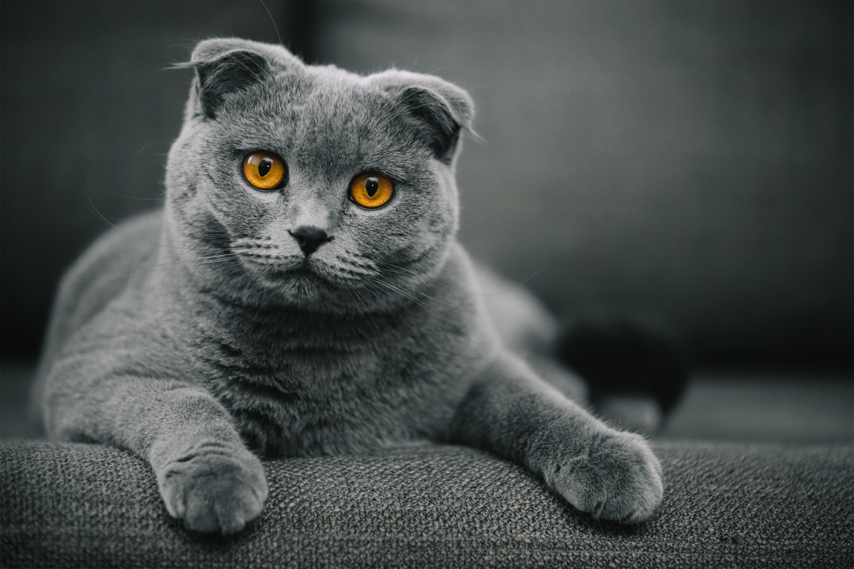 Scottish Fold 