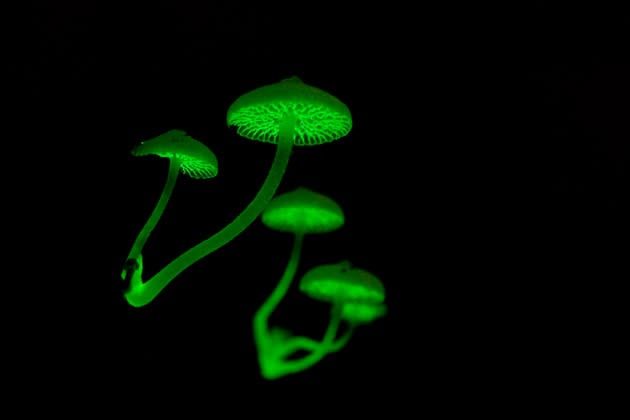 Als wäre ein Spaziergang durch den finsteren Wald nicht schon gruselig genug, trifft man in den Wäldern Australasiens auch noch auf diese unheimlichen, giftgrünen Pilze. Dank Biolumineszenz leuchten die Mycena manipularis in der Dunkelheit – und strahlen hier in die Kamera. (Bild: Zong Ye Quek/Mehr Bilder finden Sie hier: <a href="http://ngm.nationalgeographic.com/ngm/photo-contest/2012/entries/recent-entries/" rel="nofollow noopener" target="_blank" data-ylk="slk:National Geographic Photo Contest;elm:context_link;itc:0;sec:content-canvas" class="link ">National Geographic Photo Contest</a>)