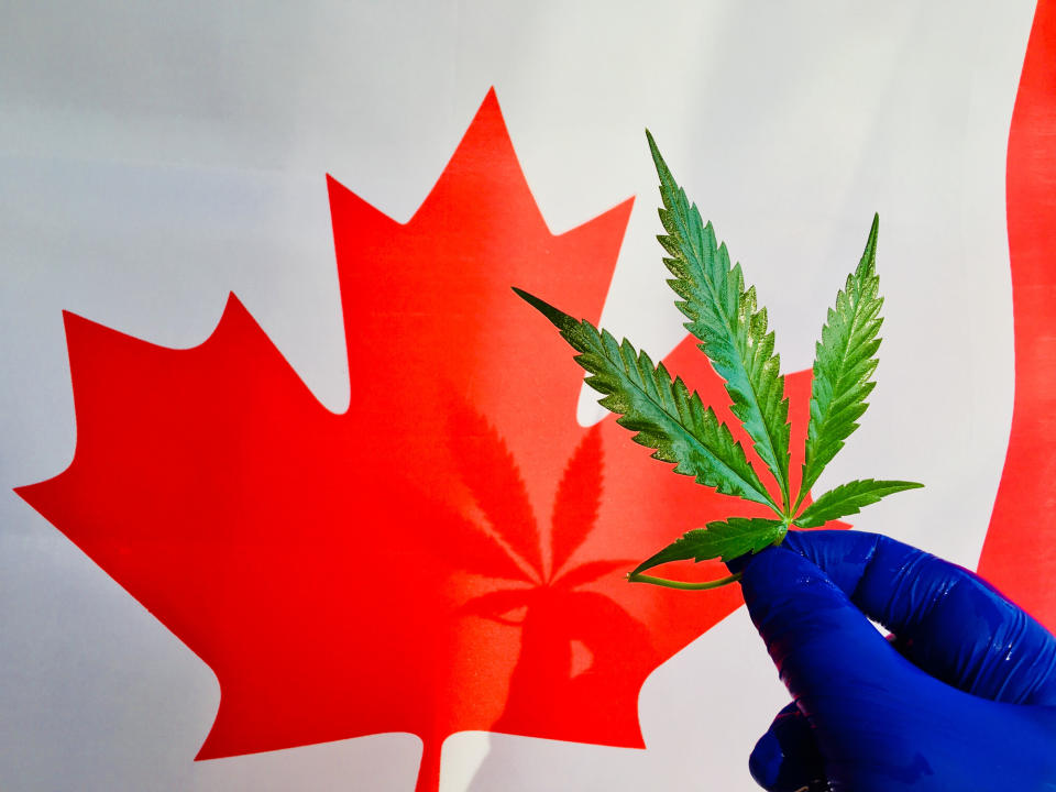 Hand in blue glove holding a marijuana leaf in front of a Canadian flag