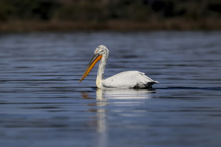 The Dalmatian pelican (Pelecanus crispus) is on the International Union for Conservation of Nature red list of threatened species