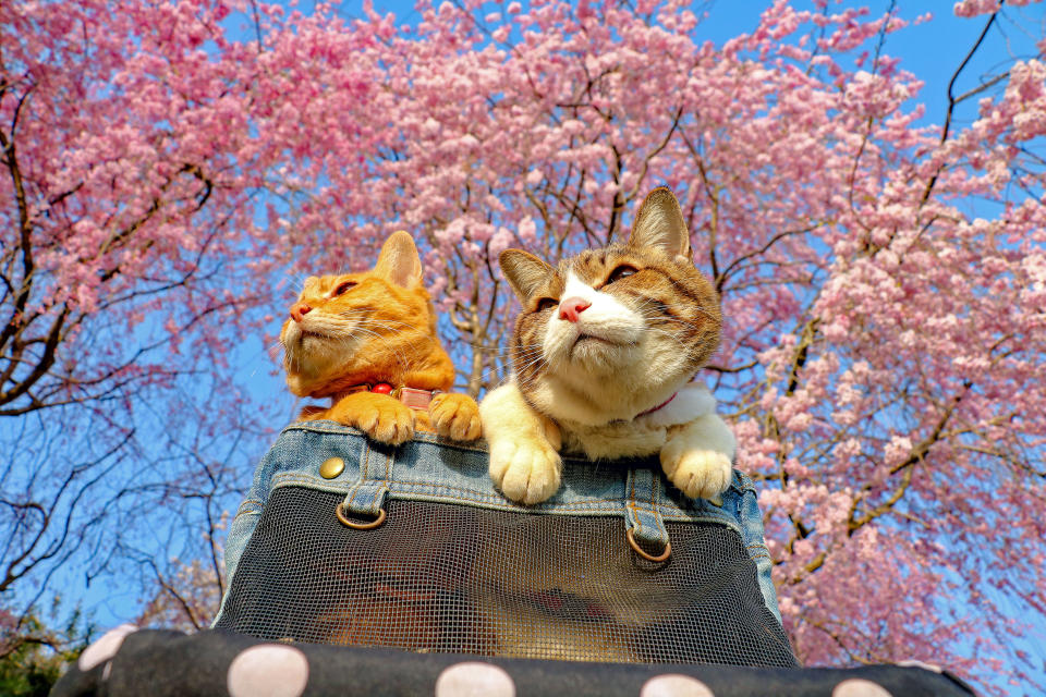 <p>Daisuke Nagasawa travels nationally and internationally with his cats, Fuku-Chan and Daikichi. Here, the two pose under the iconic Japanese cherry blossoms. (Photo: Daisuke Nagasawa/Caters News) </p>