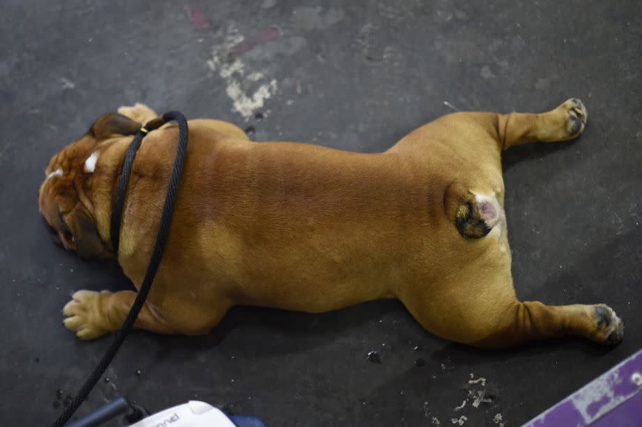 Westminster Dog Show Photos They Don't Want You to See