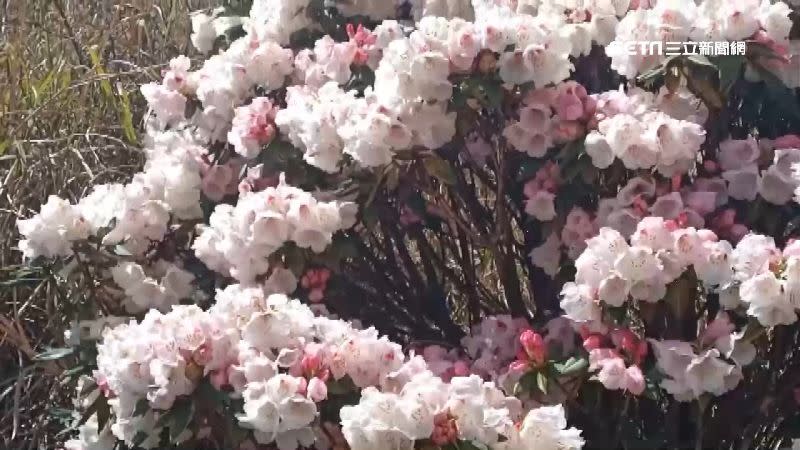4月正是合歡山杜鵑花盛開的季節。