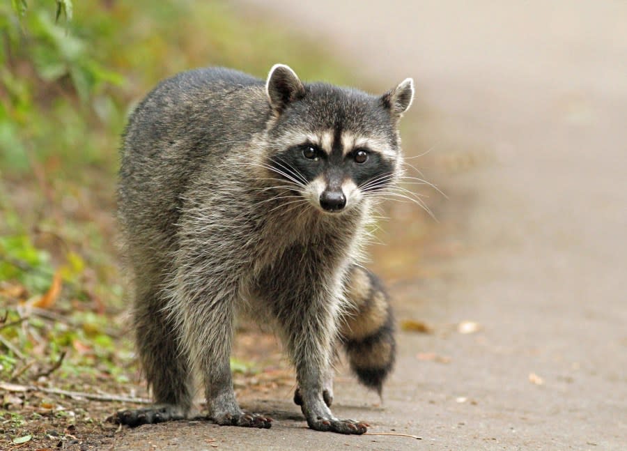 Shot of this Raccoon taken at North Lake in GG Park.