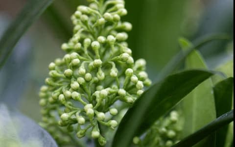 Winter container plant Skimmia x Confusa - Credit: Martin Pope