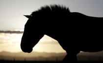 <p>A Przewalski’s horse stands at the acclimatization enclosure in the early morning hours at the Takhin Tal National Park, part of the Great Gobi B Strictly Protected Area, in south-west Mongolia, June 23, 2017. (Photo: David W. Cerny/Reuters) </p>