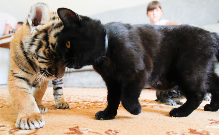 Siberian tiger cub Clyopa plays with cat Masyanya in the house of Yekaterina Khodakova, whose Shar Pei dog Cleopatra is breastfeeding Clyopa and her sibling Plyusha in the Black Sea resort of Sochi. The cubs were born in late May in a small zoo at the Oktryabsky resport in Sochi, but their mother refused to feed them. Fewer than 400 Siberian tigers have survived in the wild, most of them in the cedar forests of Russia's Far East. (AP Photo/Igor Yakunin)