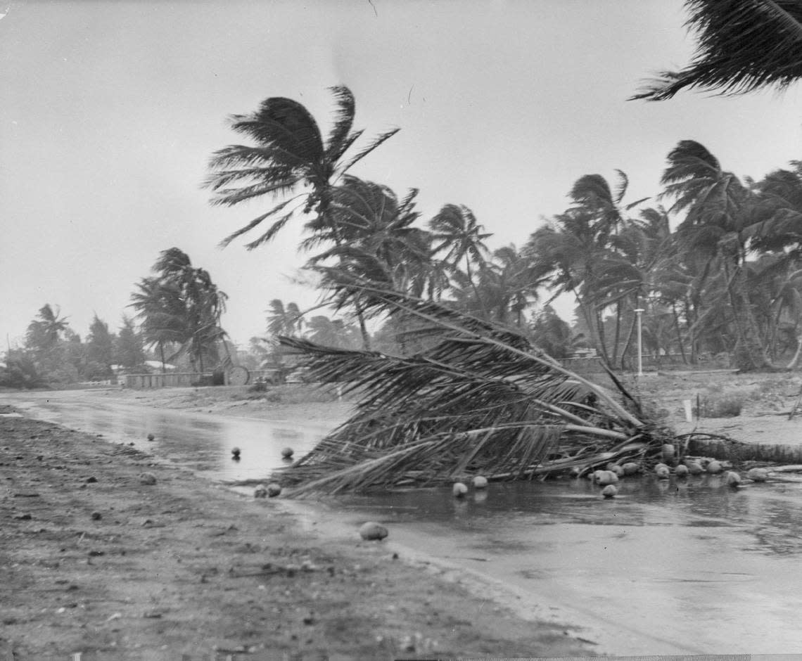 The trees of Key Biscayne took a hit from Hurricane Donna in 1960.