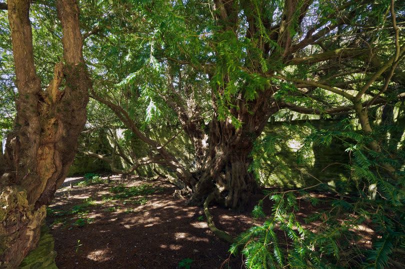 A closeup of the Fortingall Yew, one of the oldest trees in Britain and Europe.