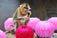 A golden snub-nosed monkey is seen in a cage decorated with lotus lanterns at Everland amusement and animal park in Yongin, south of Seoul on May 24, 2012. The largest amusement park in South Korea organized the event to celebrate Buddha's birthday on May 28. AFP PHOTO / JUNG YEON-JE