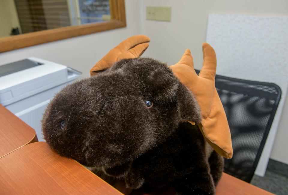 A stuffed toy moose helms the reception desk, at least temporarily, at MOOSE Physical Therapy, 2000 W. Pioneer Parkway, in Peoria.