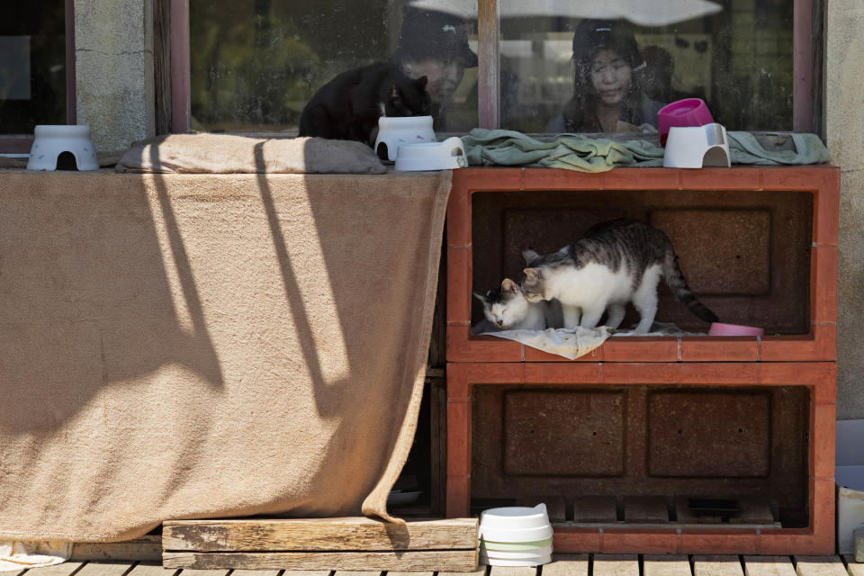 A cat grooms another as tourists rest at a cafe on Tashirojima island in Ishinomaki, northeast of Japan, Saturday, May 18, 2024. (AP Photo/Hiro Komae)