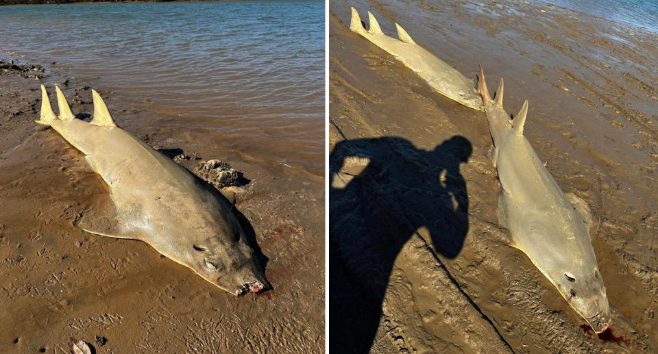 Photos of three of the four deceased green sawfish which were found at Cleaverville Creek in WA, with their rostrums removed. 