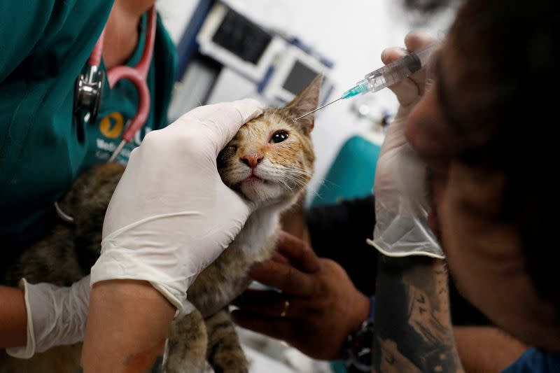 Un gato rescatado de un incendio forestal recibe tratamiento por quemaduras en Chile