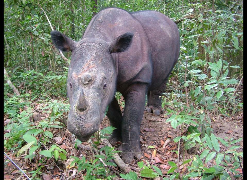 <strong>Scientific Name:</strong> <em>Diceros sumatrensis</em>    <strong>Common Name: </strong>Sumatran rhino    <strong>Category:</strong> Rhino    <strong>Population: </strong> < 250 individuals     <strong>Threats To Survival:</strong> Hunting for horn -used in traditional medicine