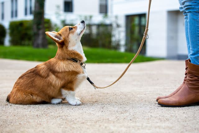 <p>Getty Images/fotografixx</p> Any age of dog can be trained using desensitization and counterconditioning techniques.