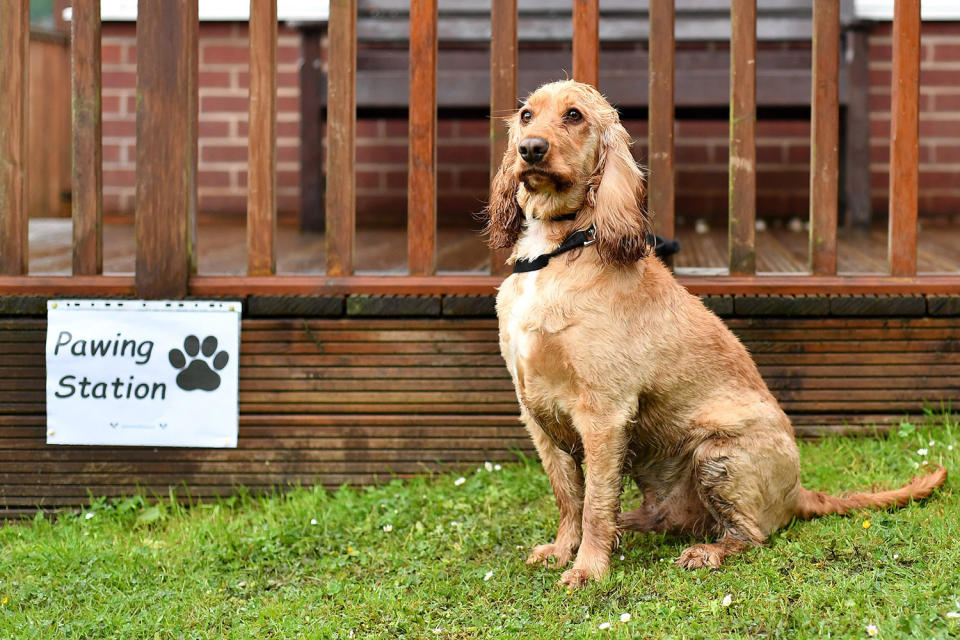 Polling station pooches