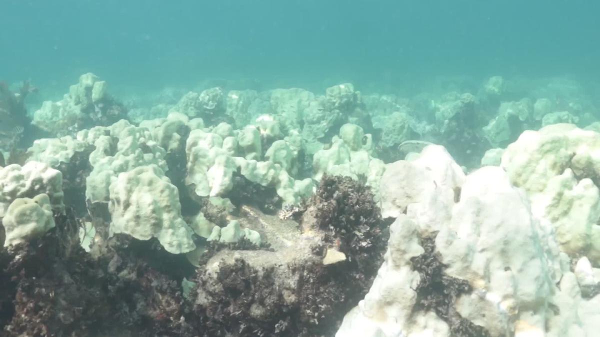 Coral Bleaching at Cheeca Rocks in July 2023