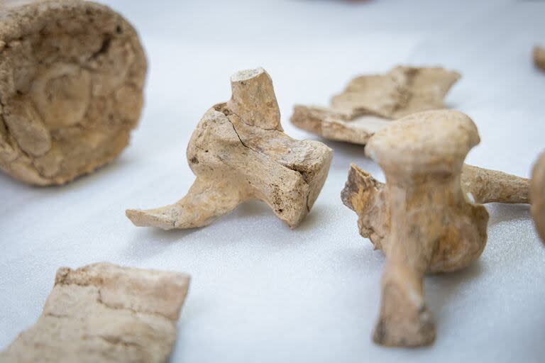 Vértebras, el tubo caudal (izquierda, más atrás) y fragmentos del caparazón fosilizados