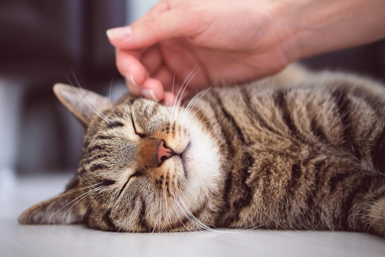 owner comforting tabby cat with vestibular disease