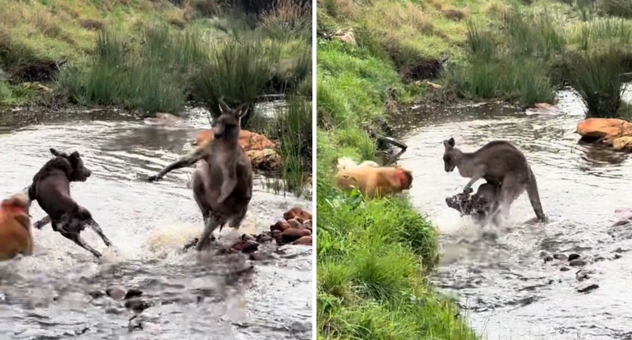 Two images from a video showing dogs attack a kangaroo in a creek in Australia.