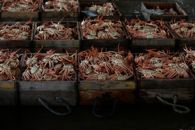 Freshly caught snow crabs in Japan in 2020. (Photo: Buddhika Weerasinghe via Getty Images)