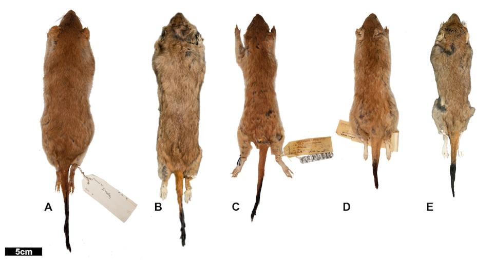 Dorsal views of the preserved skins of five of the examined mulgara species. A - <em>D. hillieri</em>, B - <em>D. archeri</em>, C - <em>D. woolleyae</em>, D - <em>D. blythi</em>, and E - <em>D. marlowi</em>. <a href="https://www.tandfonline.com/doi/full/10.1080/03115518.2023.2262083" rel="nofollow noopener" target="_blank" data-ylk="slk:Newman-Martin et al. / Alcheringa;elm:context_link;itc:0;sec:content-canvas" class="link ">Newman-Martin et al. / Alcheringa</a>, <a href="http://creativecommons.org/licenses/by-sa/4.0/" rel="nofollow noopener" target="_blank" data-ylk="slk:CC BY-SA;elm:context_link;itc:0;sec:content-canvas" class="link ">CC BY-SA</a>