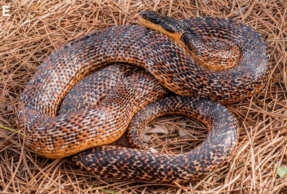 A Levant rat snake seen in Lebanon in 2018.
