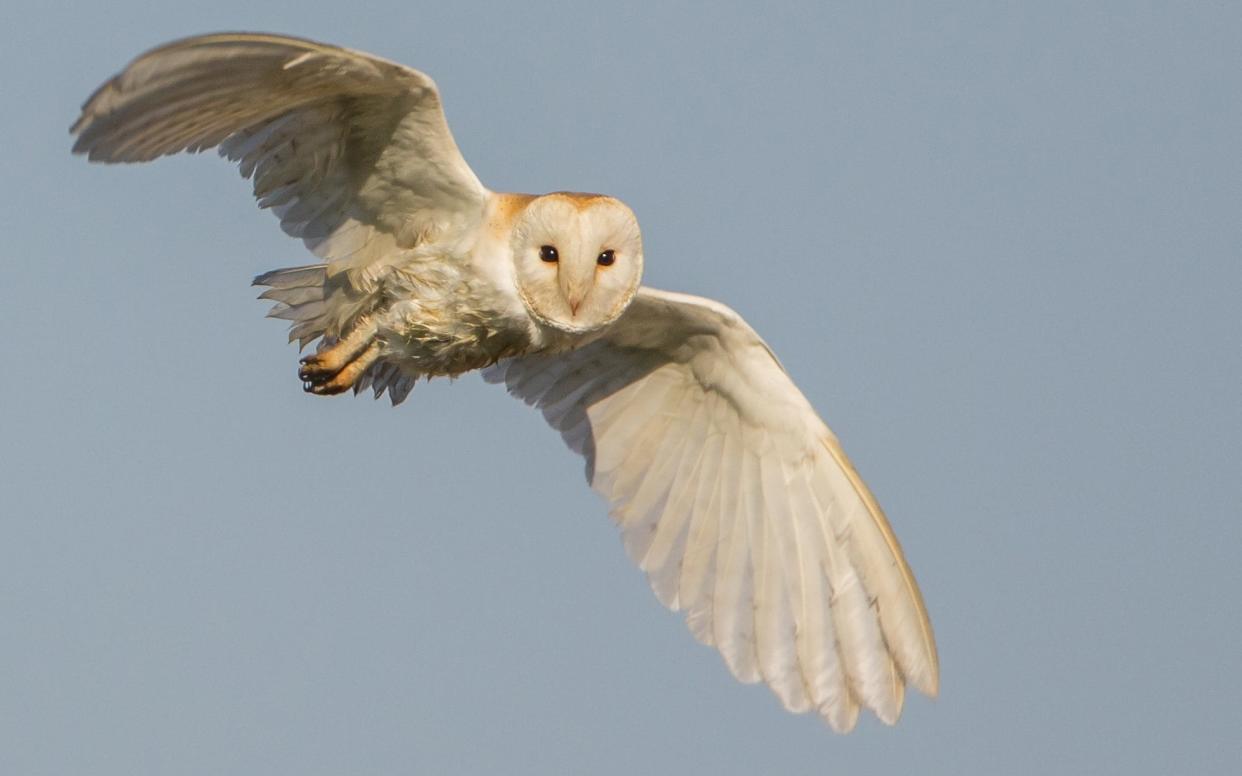 A third of people could not identify a barn owl - ¬© SWNS.com