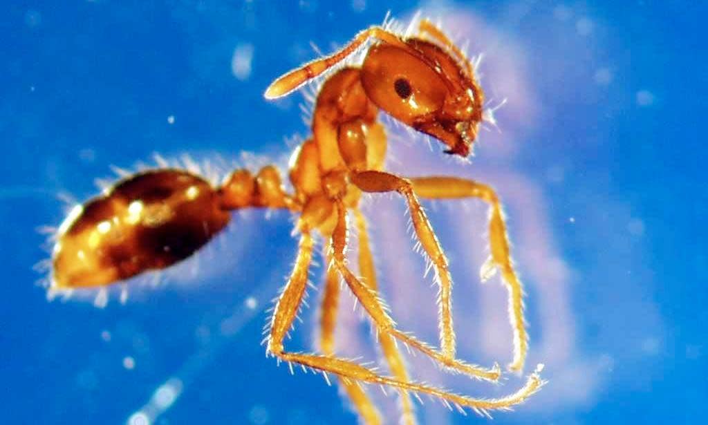 <span>Red imported fire ant nests found in NSW have been genetically linked to the Queensland infestation.</span><span>Photograph: Dept. Of Primary Industries/AAP</span>