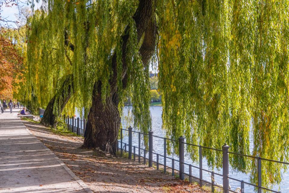 Weeping Willow trees at Statthaus Böckler Park in Berlin.