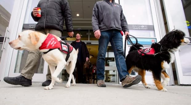 Veteran Ian Wadleigh (centre) walks his dog Mocha as they take part in a Canadian Veterans Service Dog training session at a mall in Ottawa on Tuesday, March 6, 2018. (Sean Kilpatrick/The Canadian Press - image credit)