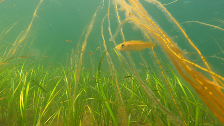 green seagrass blades on seabed, small orange fish swimming across, blue water