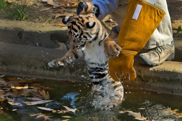 Tiger cubs swim test Washington Zoo