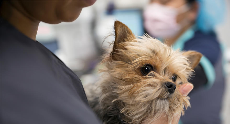 Putting pets down is the hardest part of a vet's job says Dr Robert Zammit