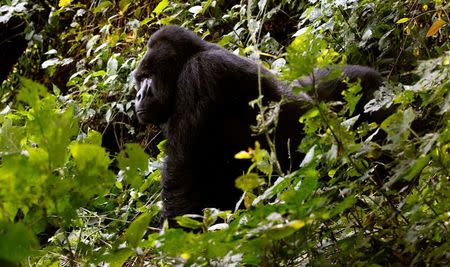 FILE PHOTO -- An endangered silverback mountain gorilla from the Bitukura family, walks inside a forest in Bwindi Impenetrable National Park in the Ruhija sector of the park, about 550 km (341 miles) west of Uganda's capital Kampala, May 24, 2013. REUTERS/Thomas Mukoya/File Photo