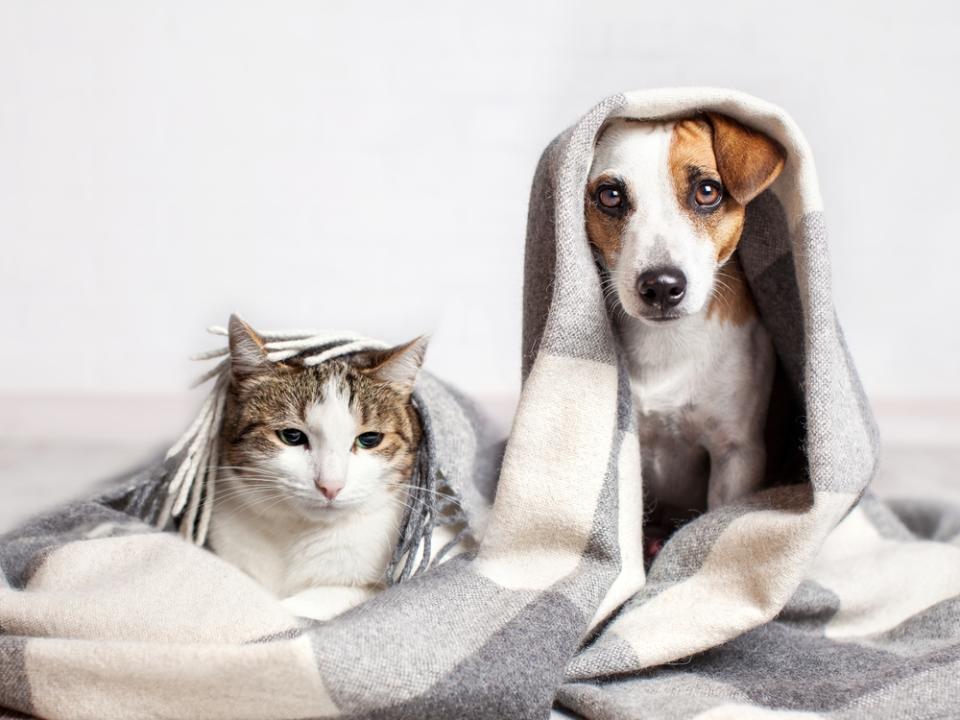 動物們在往生後也需要土地公的引領，萬物生而平等，靈魂也是。（圖／shutterstock）
